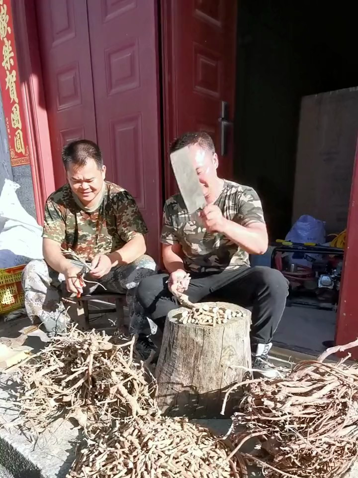 五指毛桃炖老母鸡汤,乃南方一绝 野生药材 好东西一起分享