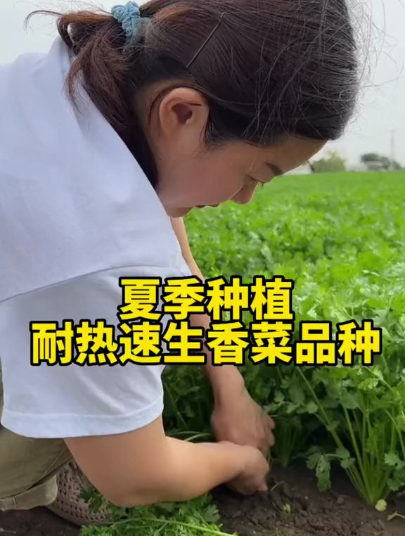 夏季种植耐热香菜品种,五天左右发芽,一个月左右采收