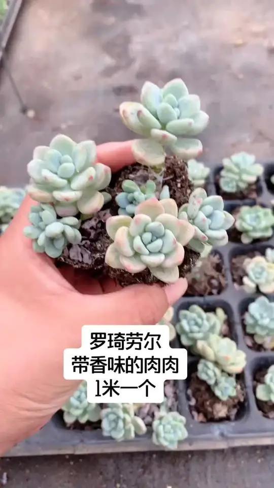 罗琦劳尔,带香味的多肉,特别容易长成老桩,也特别容易出状态和爆仔