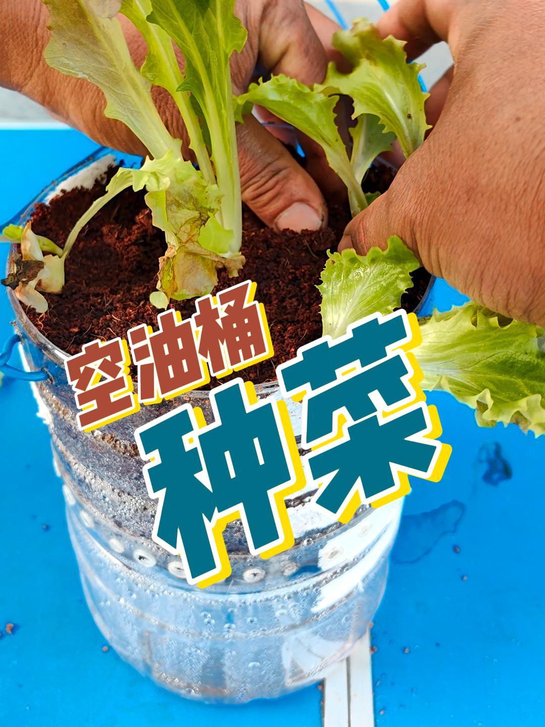 阳台种菜,不要去买盆,大哥教你用家里的废油桶自己做