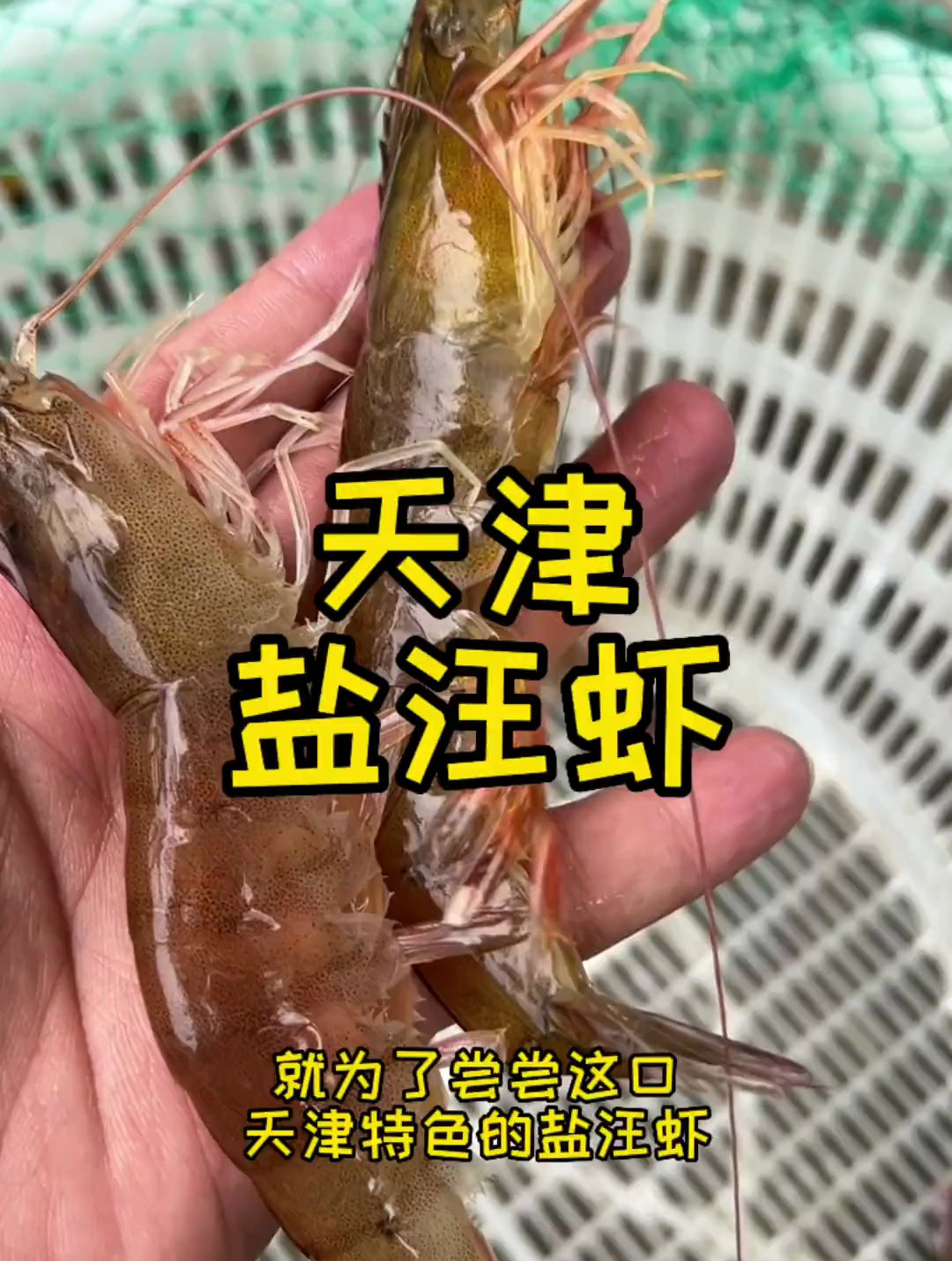 汪子盐水虾天津人自己的海水虾