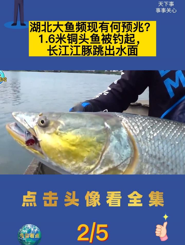 湖北大鱼频现有何预兆?1.6米铜头鱼被钓起,长江江豚跳出水面2