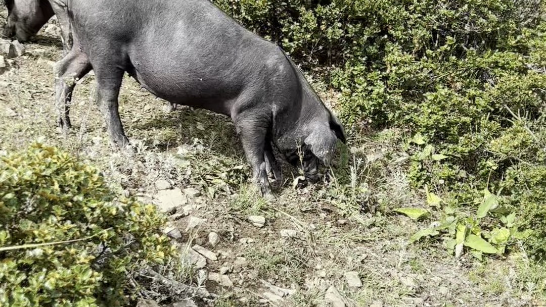 欢迎大家来我这选购新鲜黑猪肉