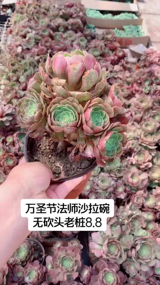 法师沙拉碗万圣节老桩无砍头