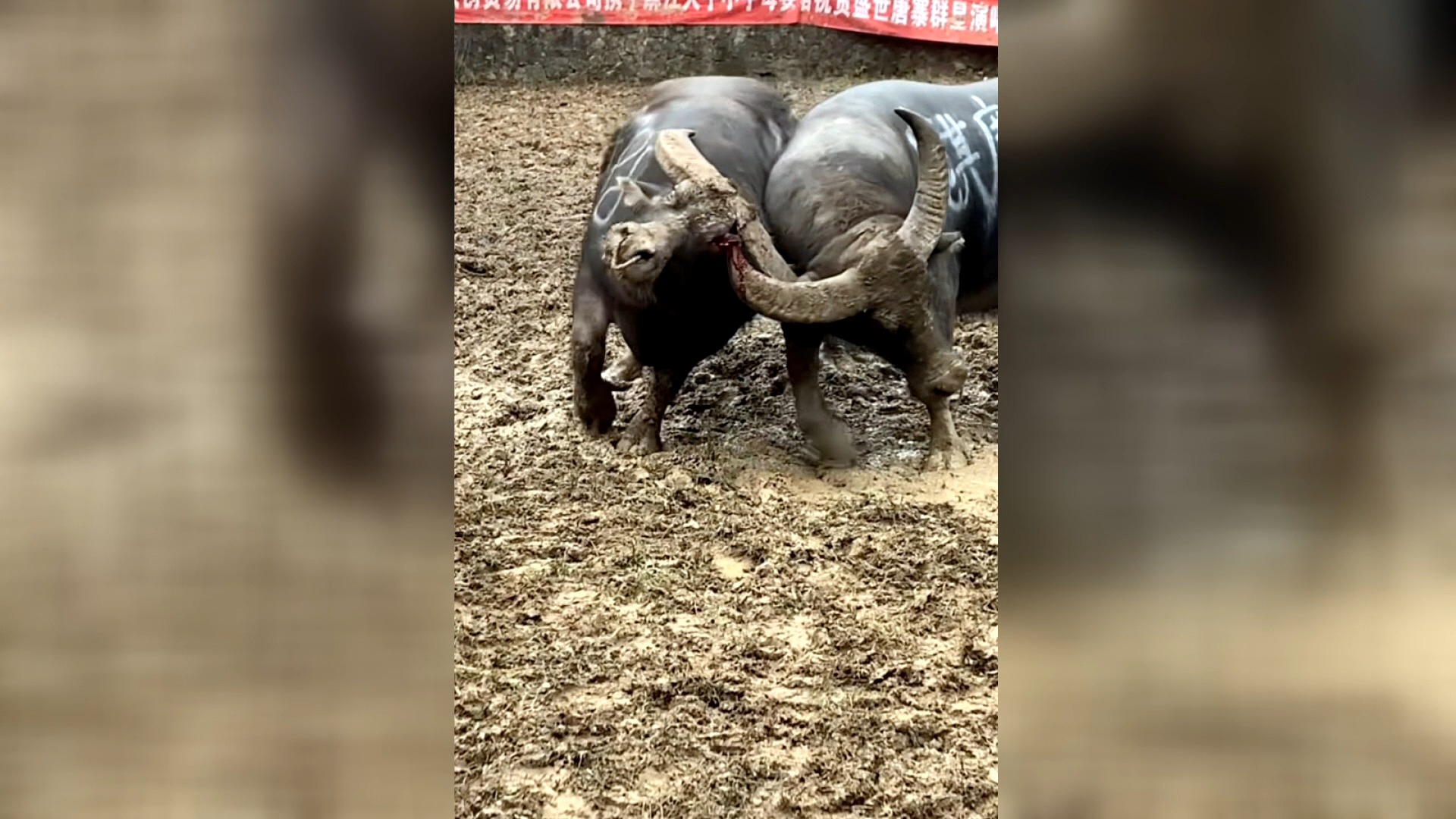 麒麟俱乐部大神扣遇上最抗揍牛王!