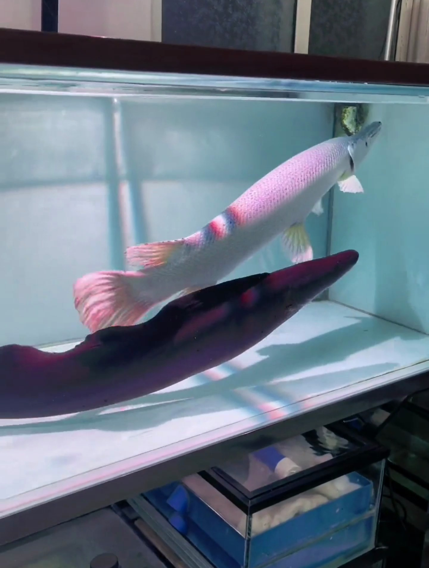 猜一猜反天刀VS鳄雀鳝谁会赢