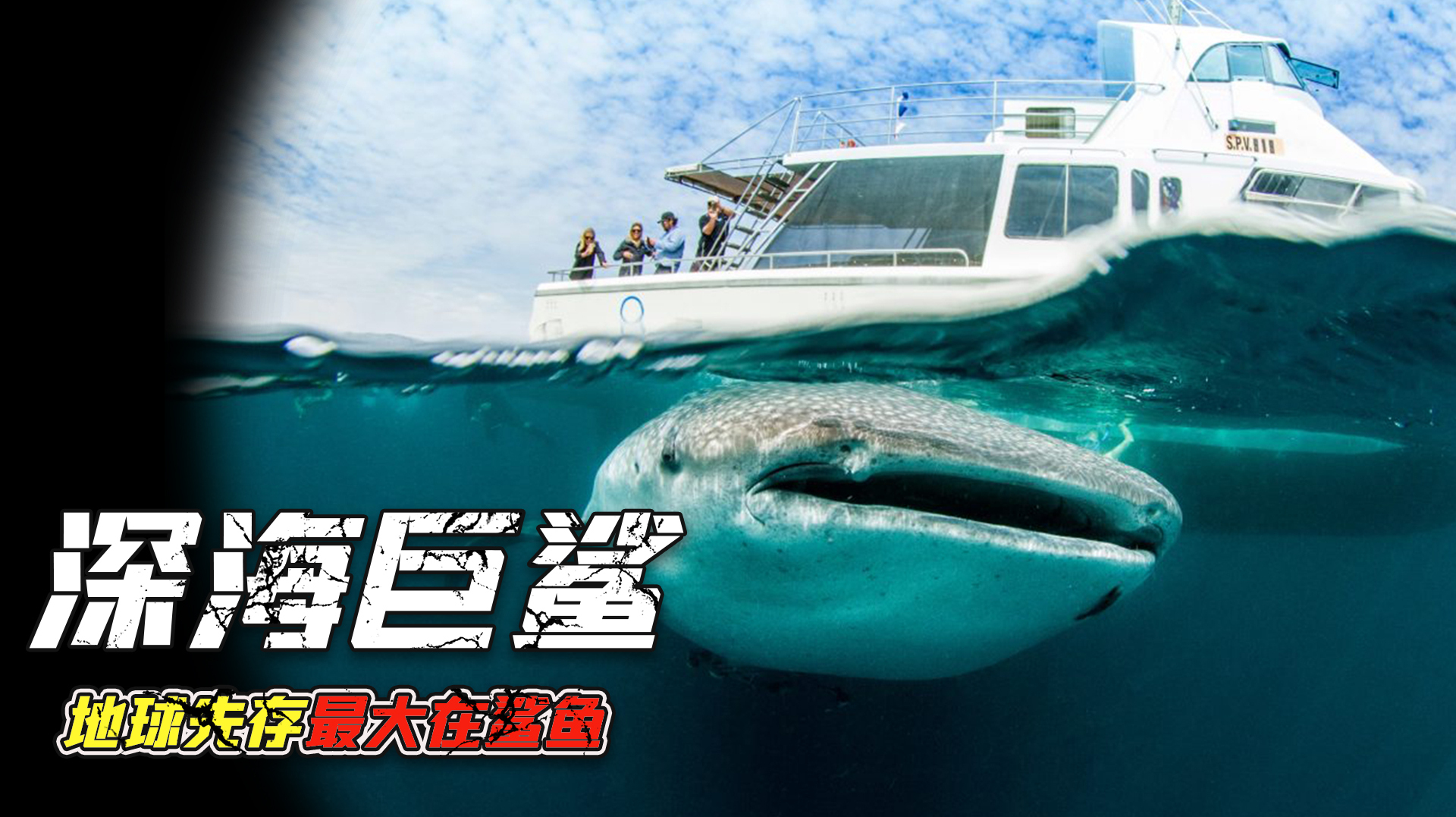 藏在深海的“巨型”鲨鱼,身体可达12米,曾有人拍摄到活体录像