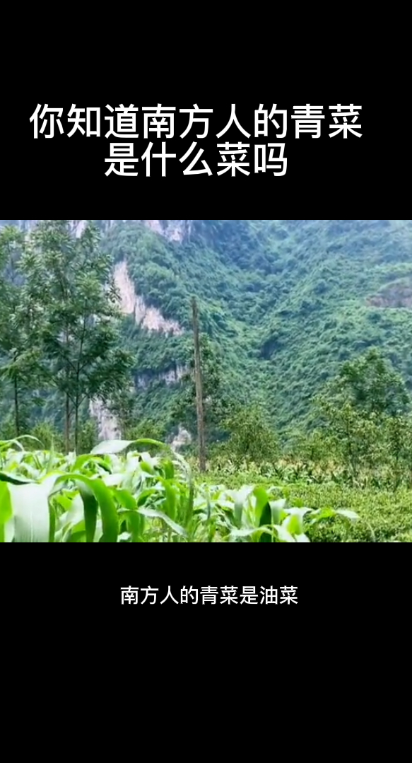 你知道南方人的青菜是什么菜吗