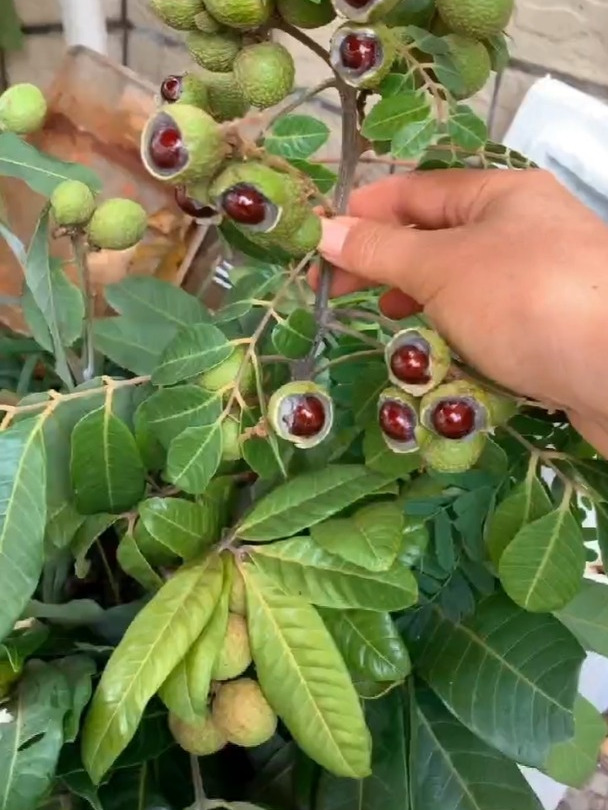 在家种植龙眼的方法,操作简单