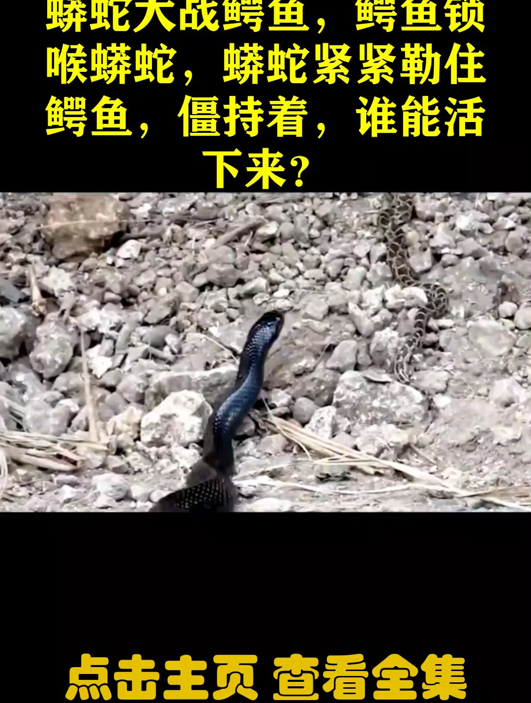 蟒蛇大战鳄鱼,鳄鱼锁喉蟒蛇,蟒蛇紧紧勒住鳄鱼,僵持着,谁能活