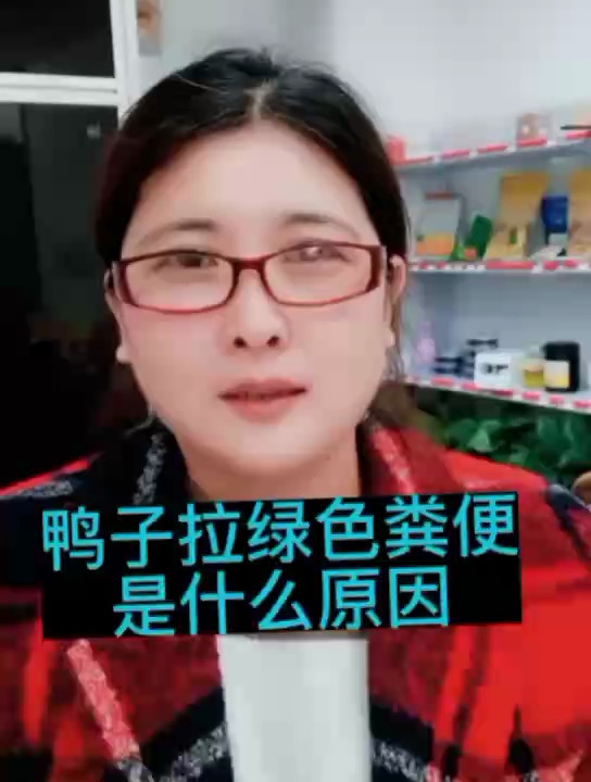 禽医玲兰姐讲鸭子拉绿屎是什么病?什么原因引起的鸭拉绿色粪便