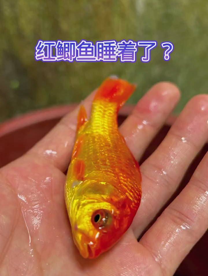 红鲫鱼睡着了吗
