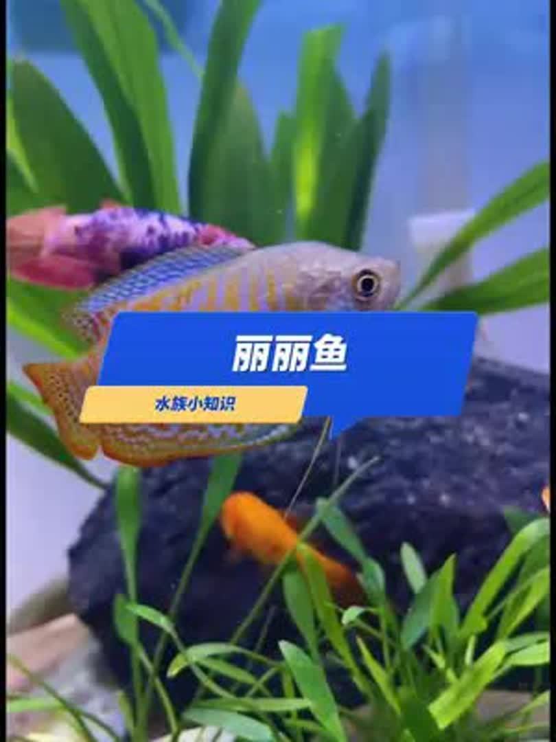 爱吐口水的丽丽鱼你喜欢吗?这个鱼可不太适合新手噢