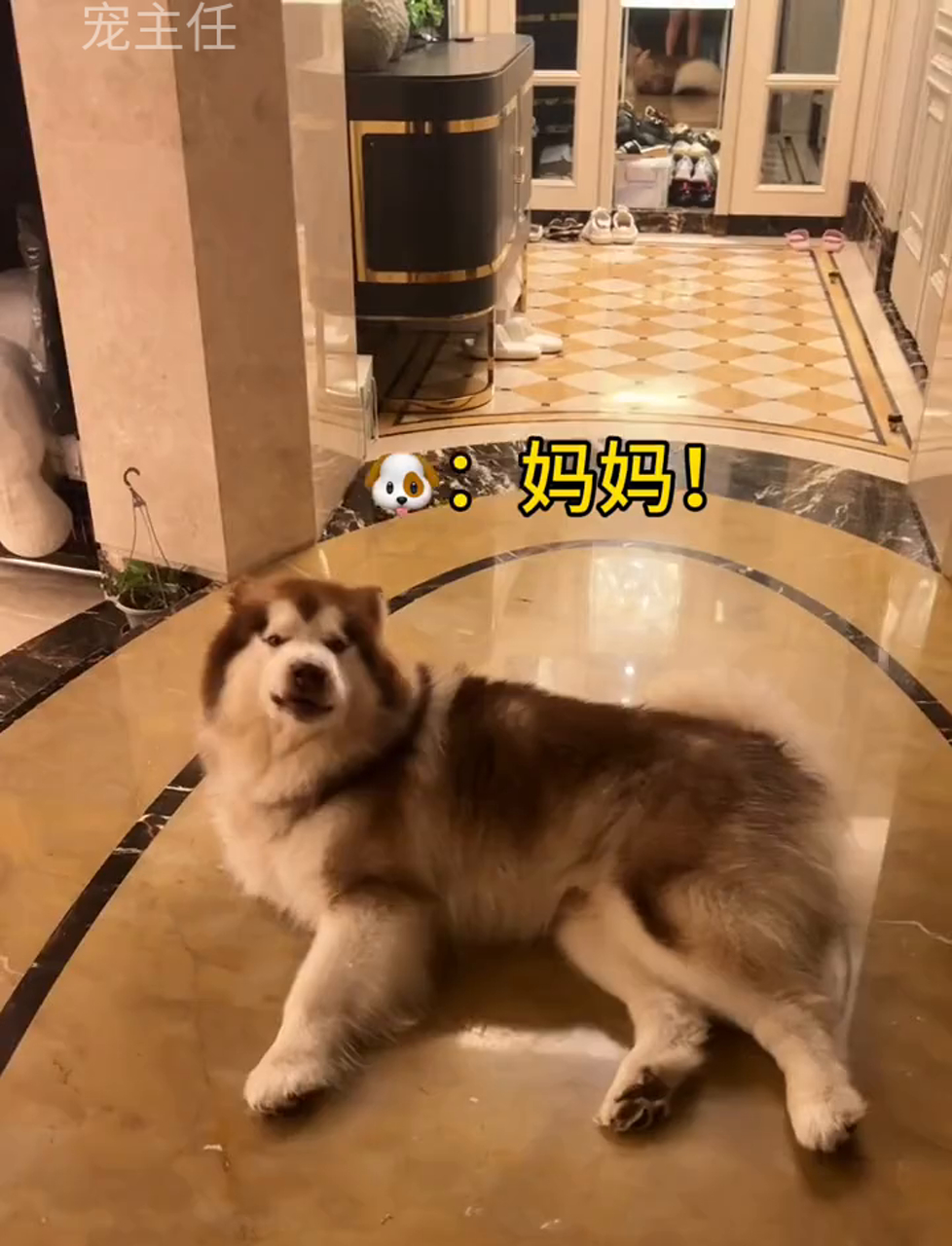 狗狗:我掌握了一手拿冰淇淋一手牵羊的技巧!没冰淇淋别想牵羊!