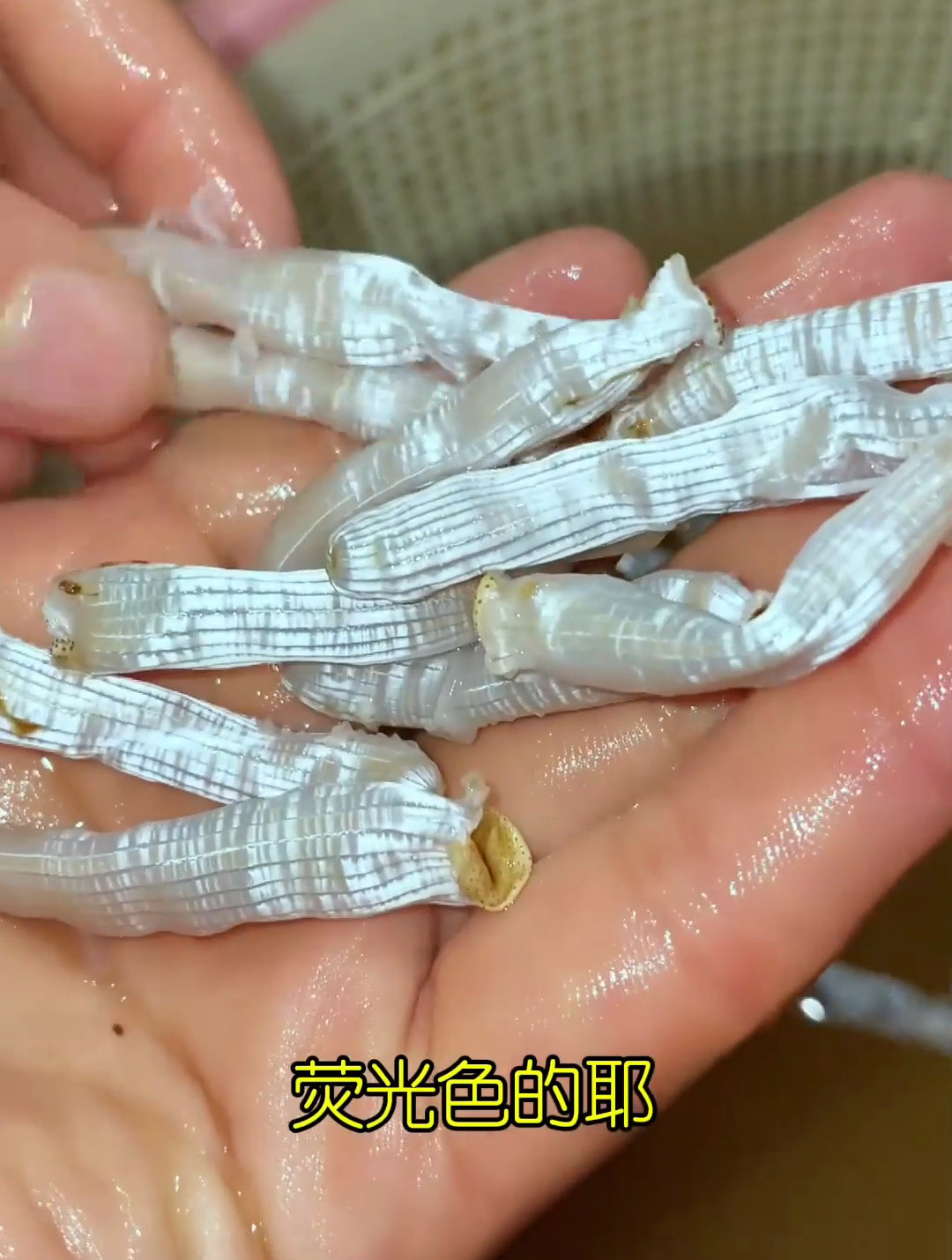 渔妹来乐民吃泥丁粥,特别爽脆鲜美,泥丁和沙虫你会分吗?