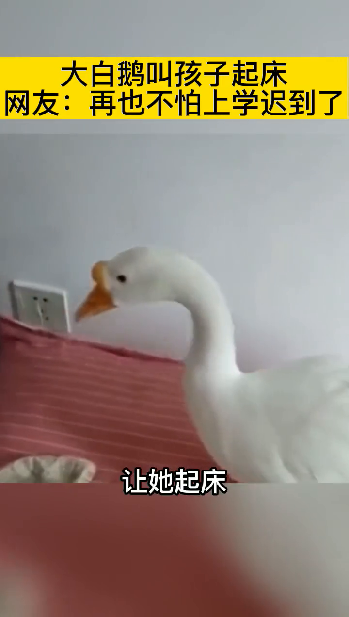 大白鹅叫孩子起床 网友:再也不怕上学迟到了