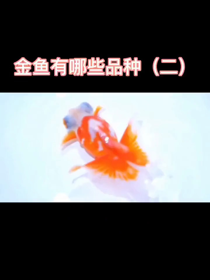 金鱼有哪些品种(二)