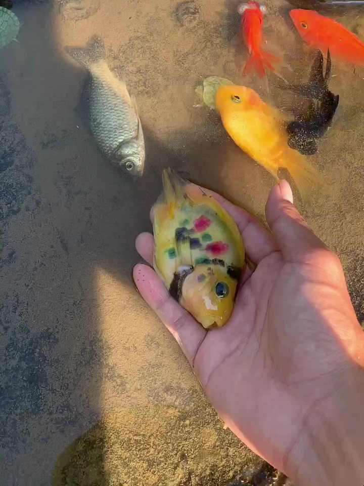 河边发现带花纹的鱼
