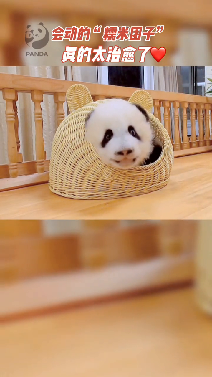 会动的“糯米团子”真的太治愈了