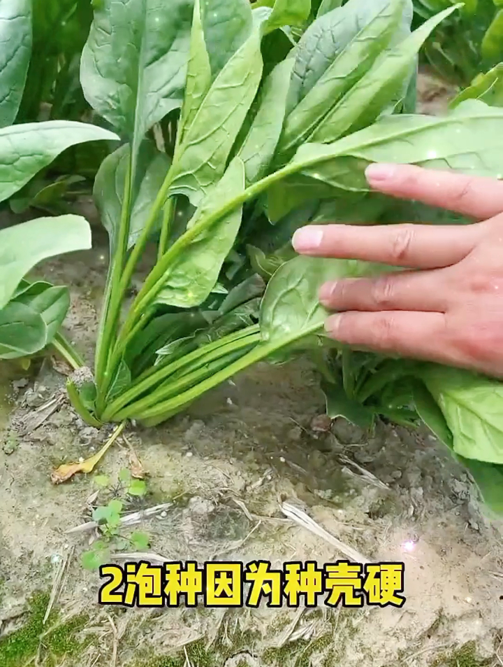 想要种出营养丰富的菠菜,除了种子要泡水,这一步不能少!