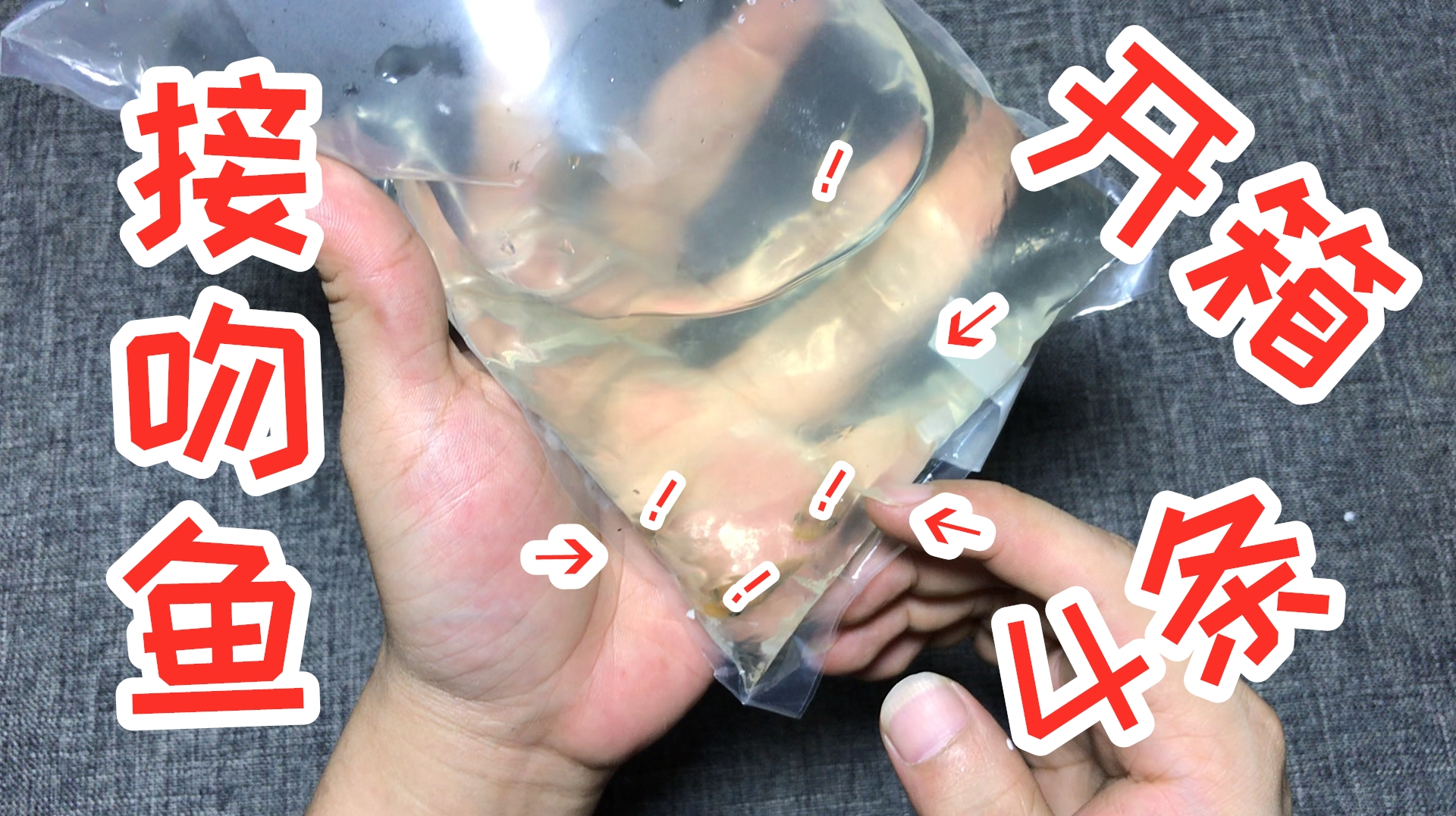 网购开箱“接吻鱼”4条,样子看着有点萌,它们真的会接吻吗?