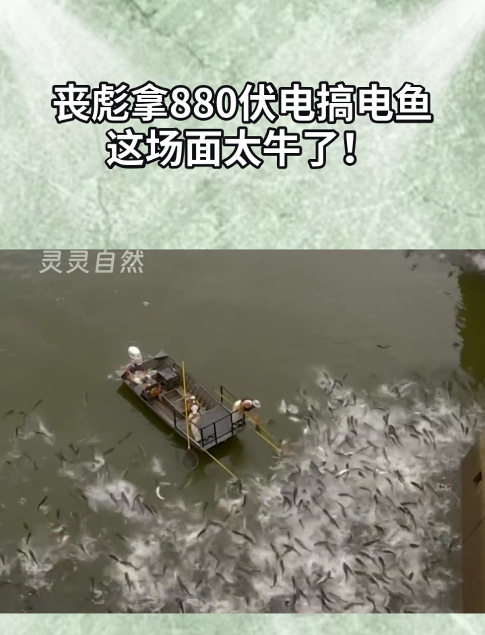 丧彪拿880伏电搞电鱼,这场面太牛了!