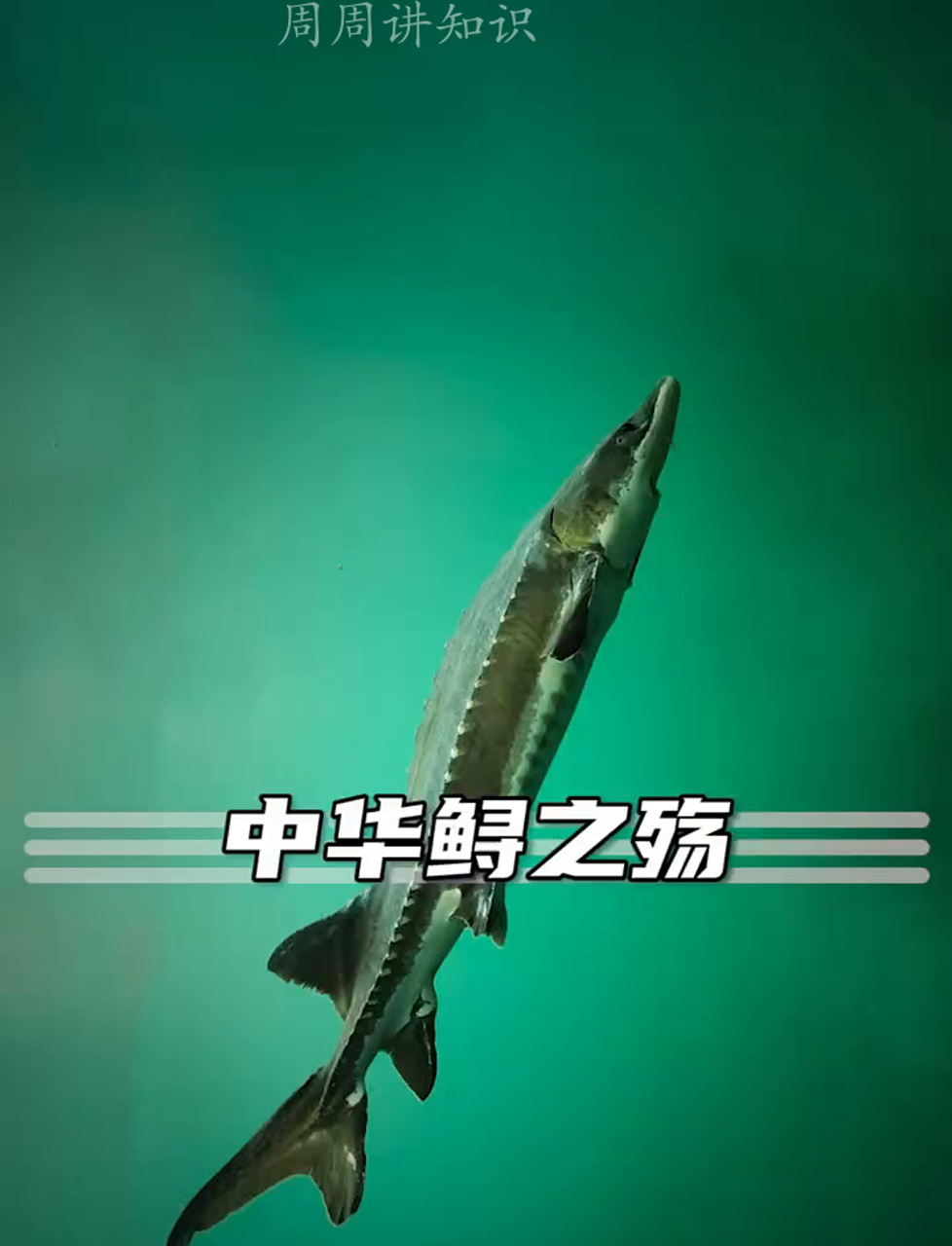 咱们地球上的活化石中华鲟,活了1.4亿年,现在却面临灭绝危机!