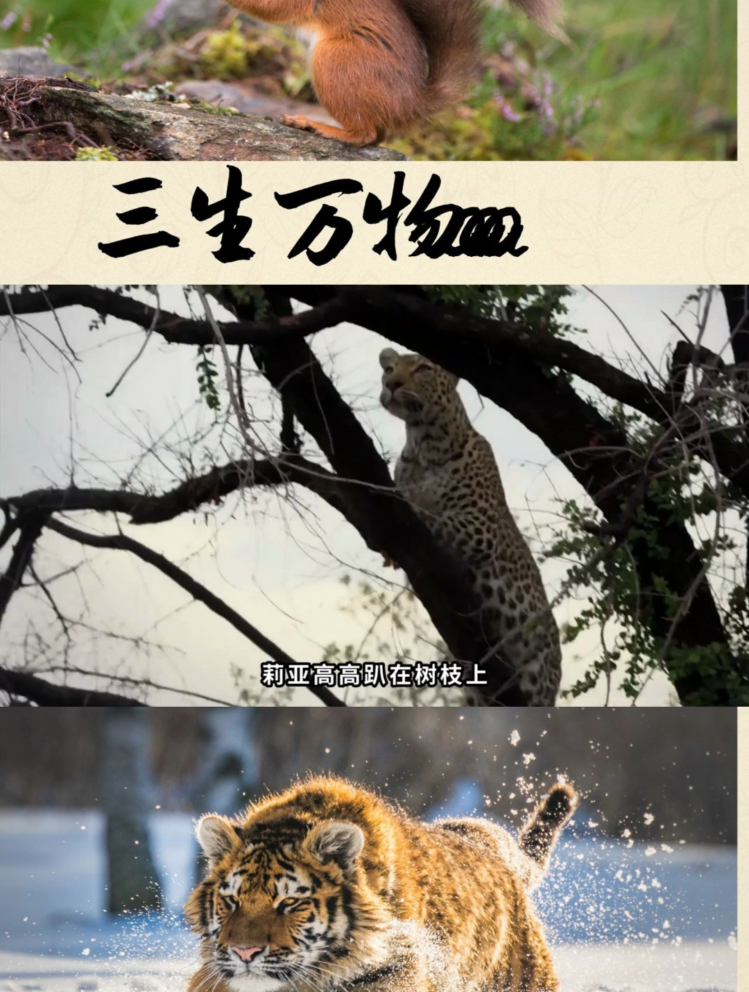 母花豹开启生存新技能:近40斤非洲大鲶鱼,一口一条根本停不下来