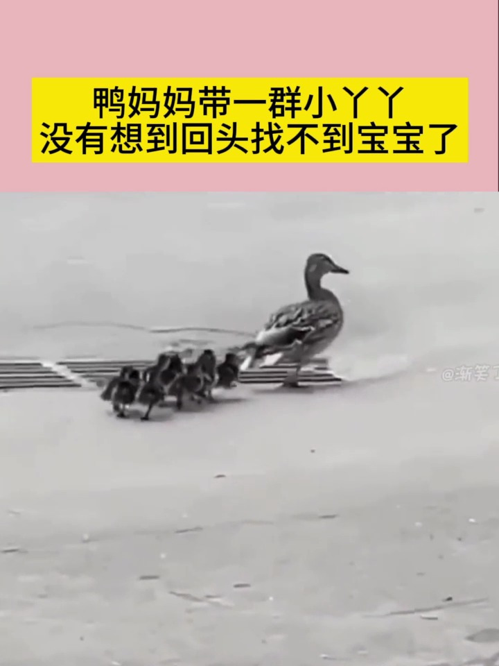 鸭妈妈带一群小丫丫没有想到回头找不到宝宝了