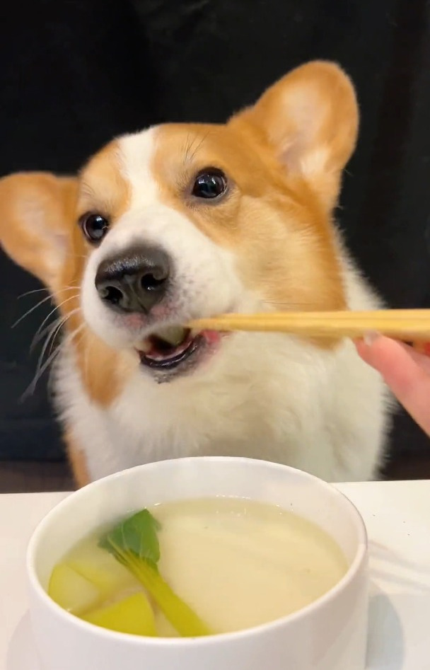 柯基犬今天喝牛肾蔬菜汤