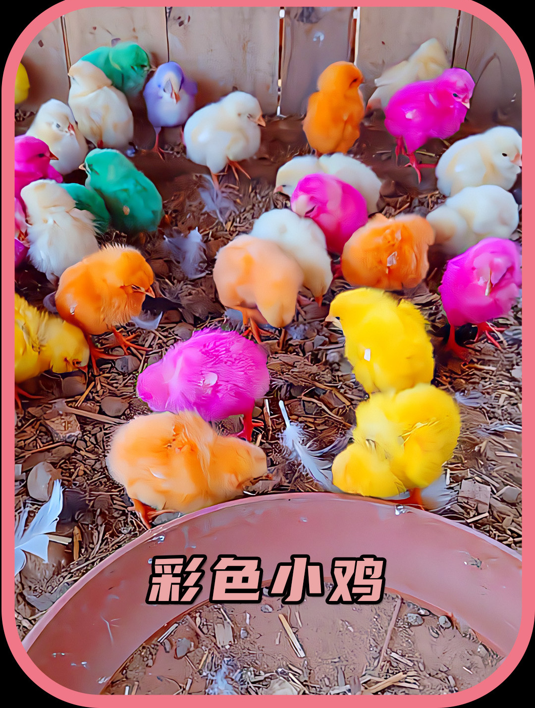 彩色小鸡为什么很难养活呢