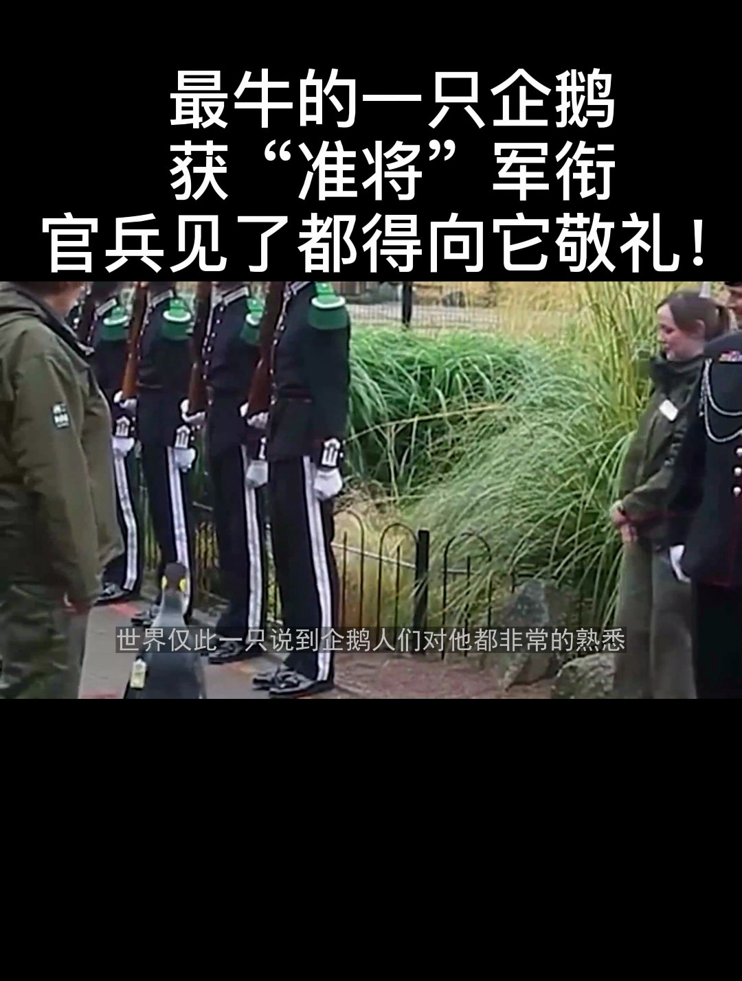 最牛的一只企鹅获“准将”军衔官兵见了都得向它敬礼!