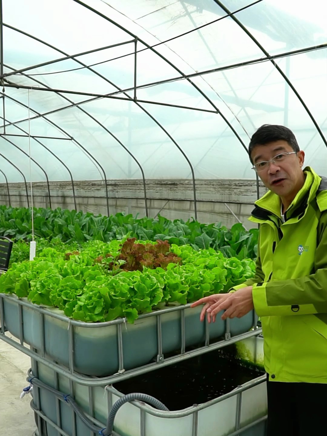 时隔一个月我们来看看收成!魅力四射的鱼菜共生家庭装置!