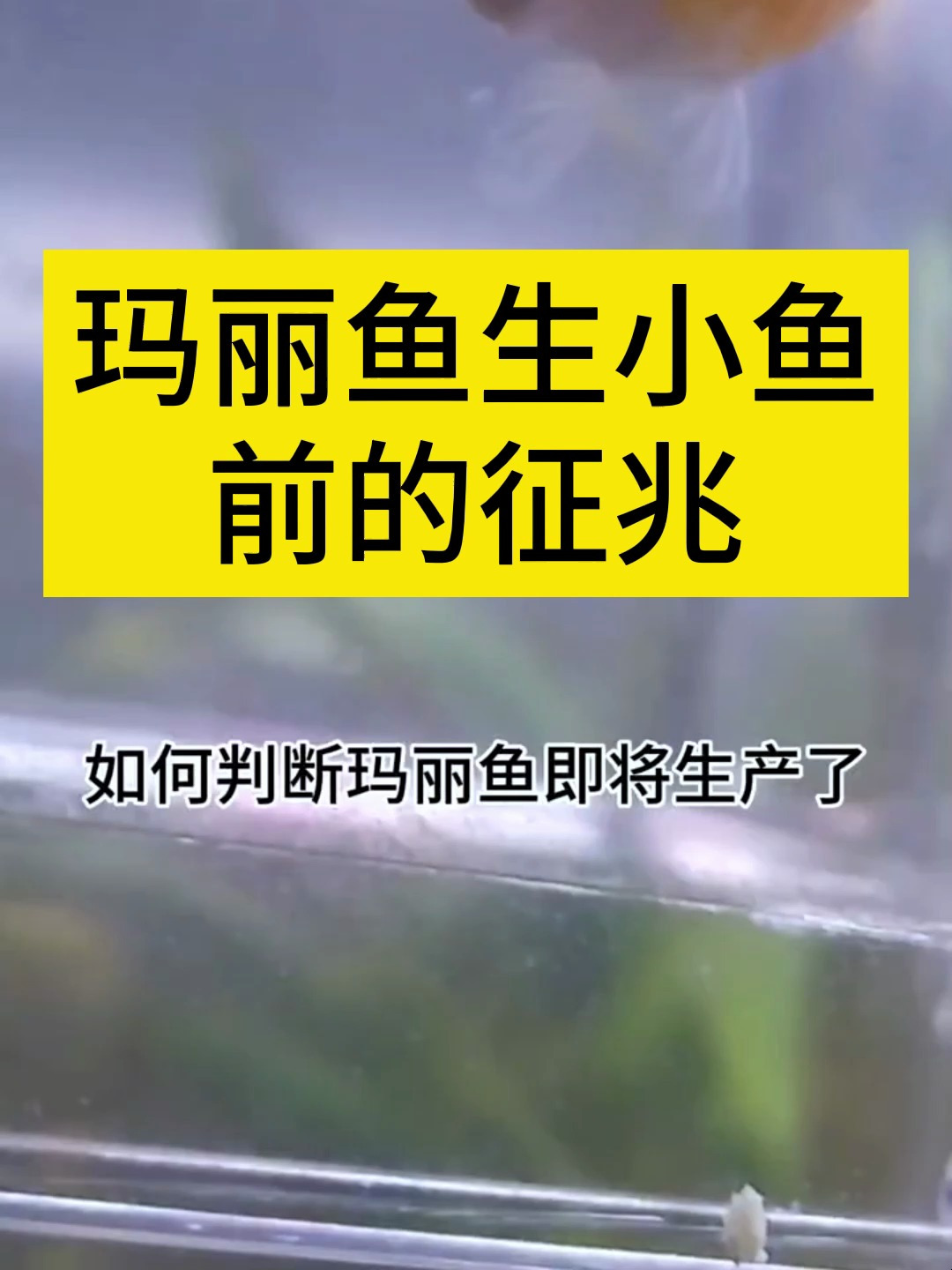 如何判断玛丽鱼是否要生小鱼了?看完你就知道了!