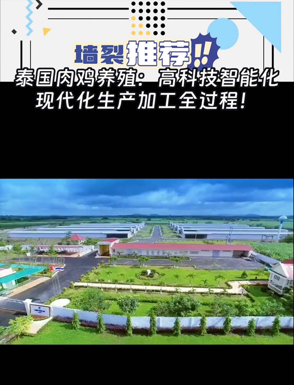 泰国肉鸡养殖:高科技智能化,现代化生产加工全过程!