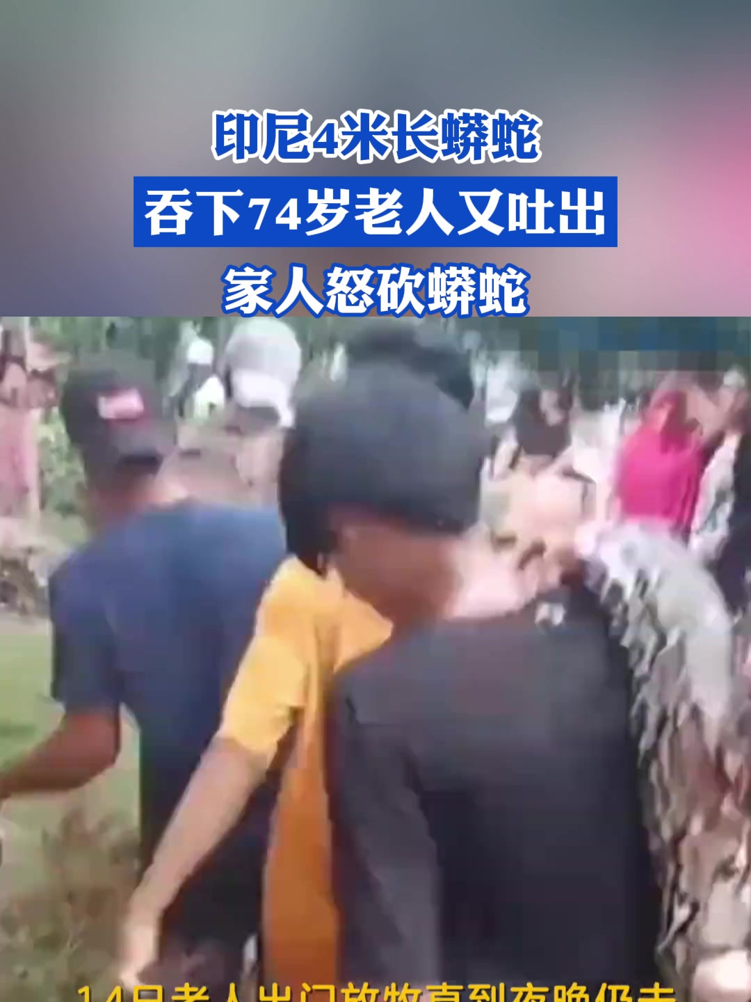 印尼4米长蟒蛇吞下74岁老人又吐出:家人怒砍蟒蛇