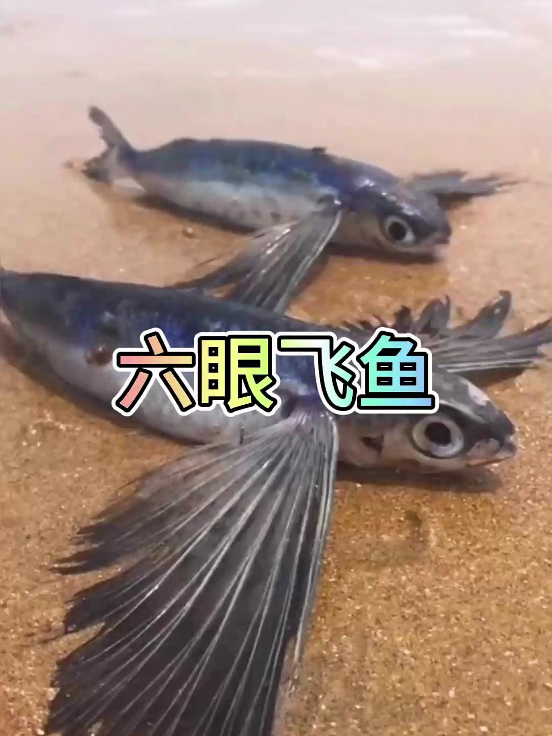 海边赶海抓海鲜,发现了两条搁浅的六眼飞鱼