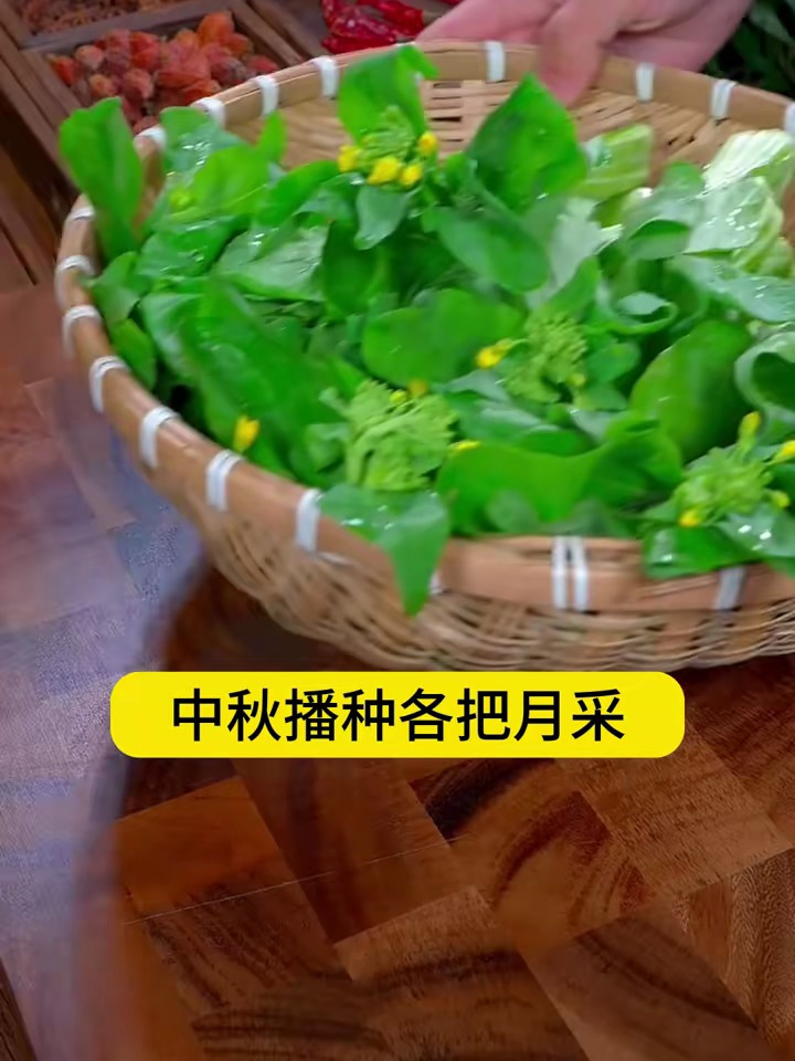 不吃叶只吃心的蔬菜四九菜心,口感胜过大白菜,生长速度快