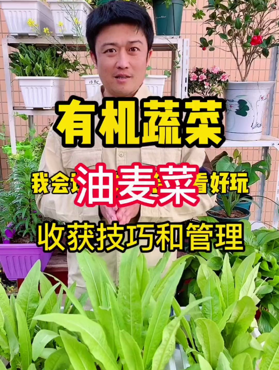 阳台种植一个星期一个星期吃一次油麦菜的技巧和方法