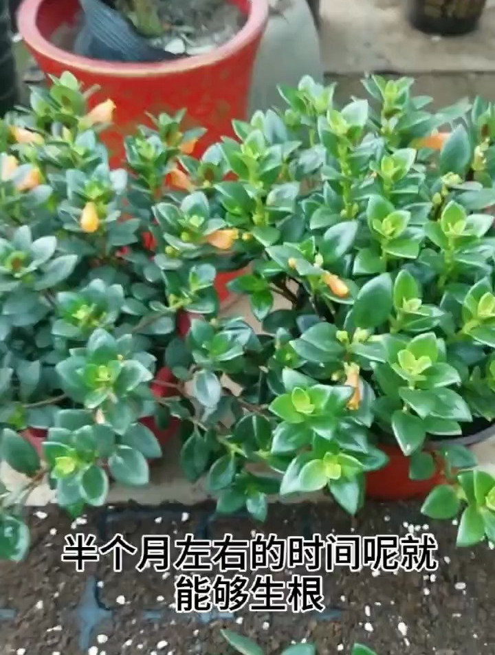 金鱼吊兰扦插,操作简单,生根快