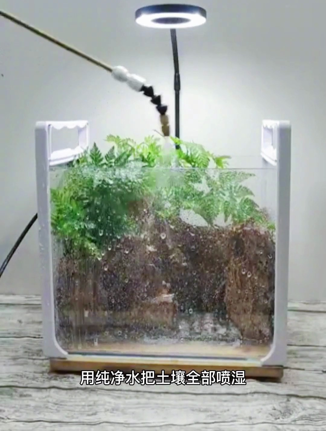 高山流水还能养鱼的 水陆缸 苔藓微景观 微景观 鱼缸