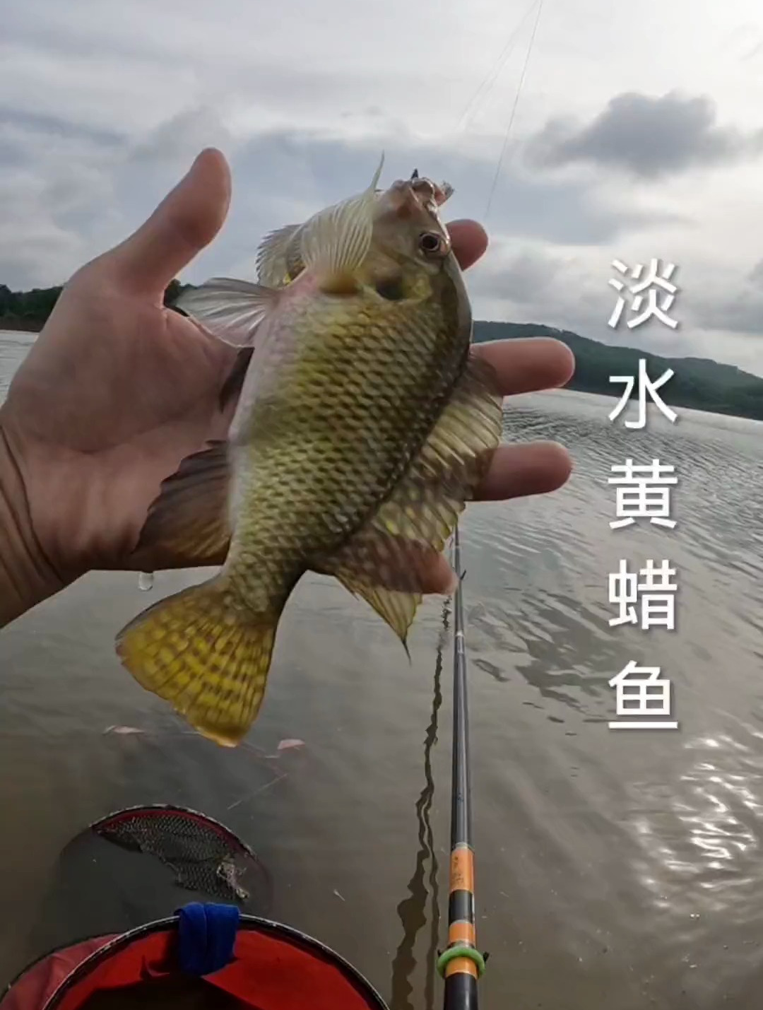 暴雨过后,淡水黄蜡鱼狂口