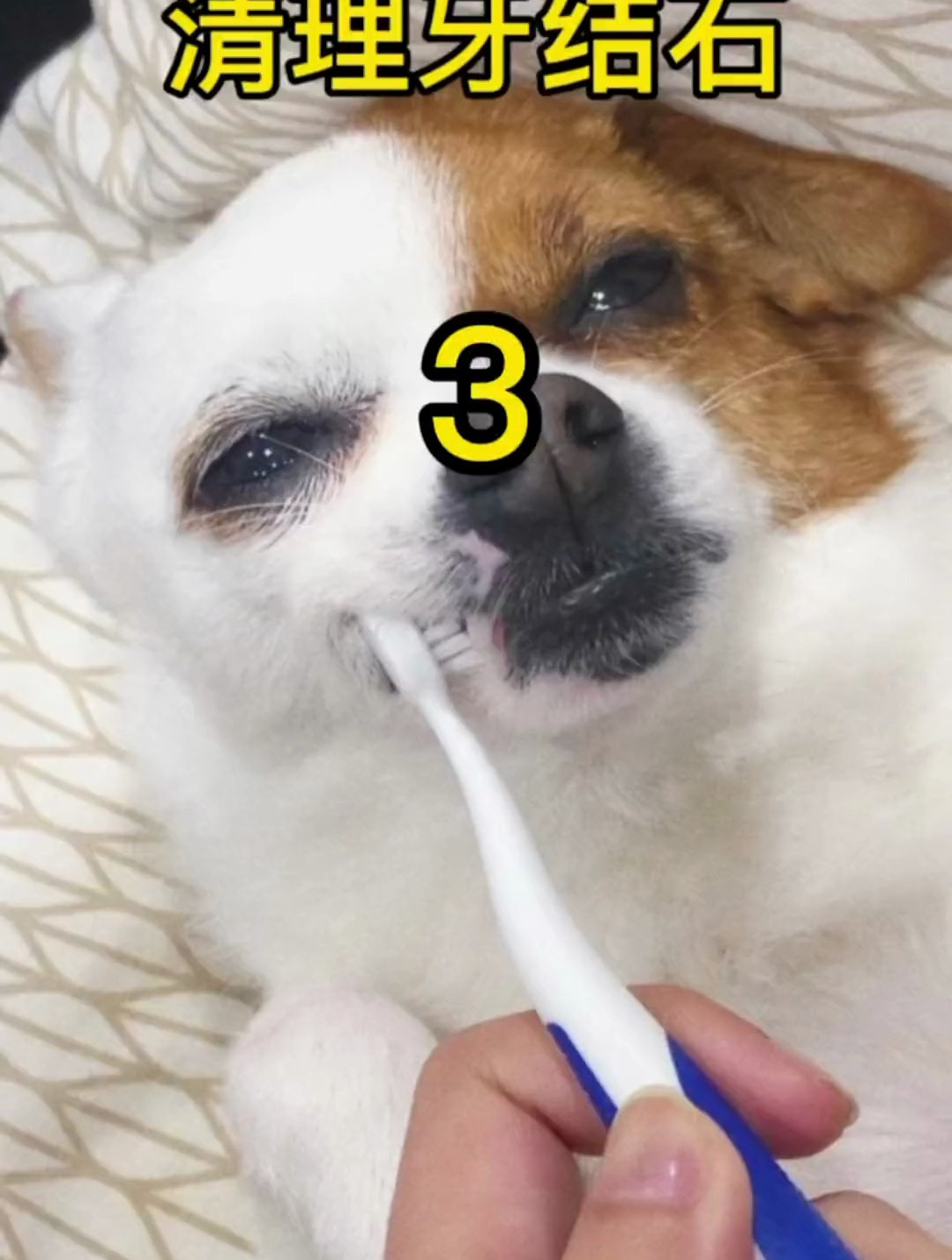 非常的解压治愈!牙齿健康