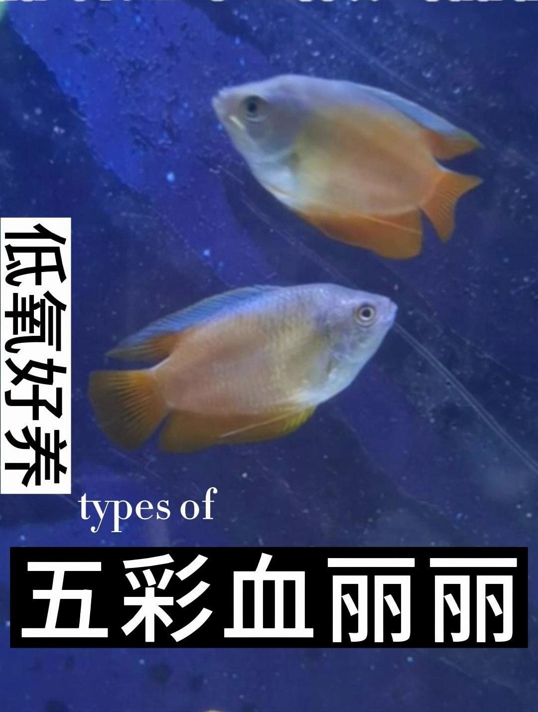 丽丽鱼能生长到大约5cm左右,呈现为一个鱼吻部位略尖的椭圆形