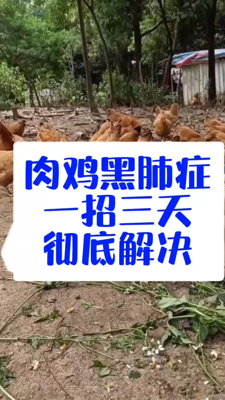 鸡黑肺鸡黑肺子是怎么回事