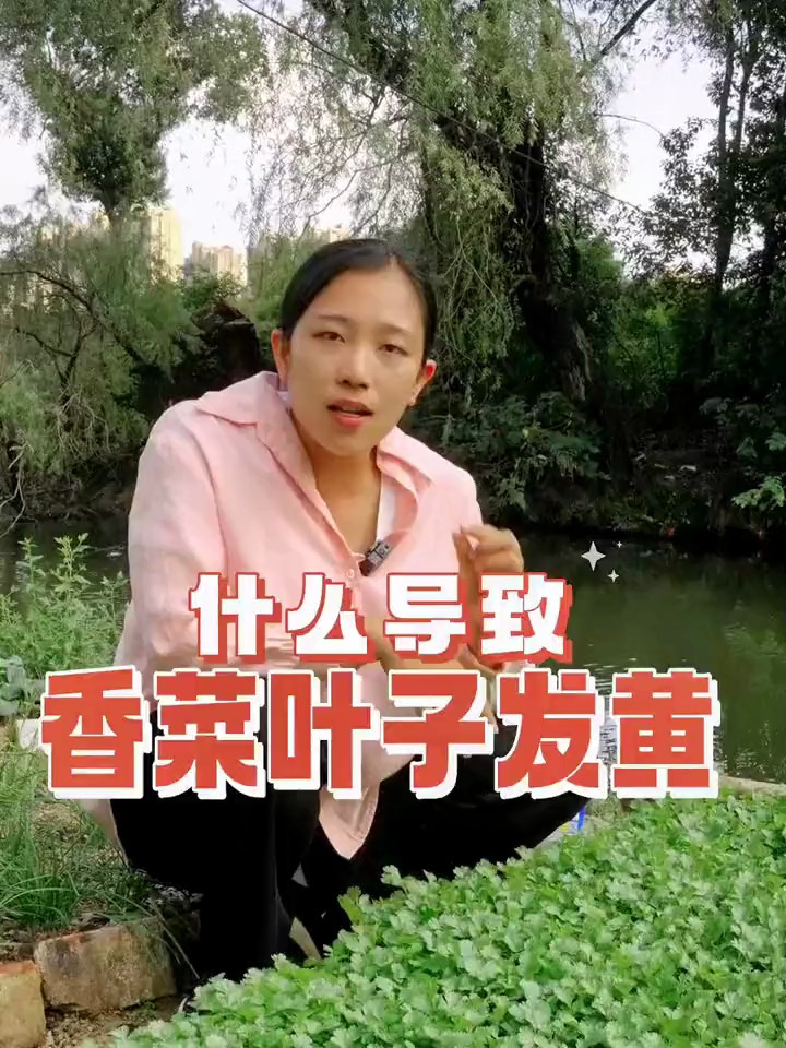 香菜叶子发黄发白,原因有这些