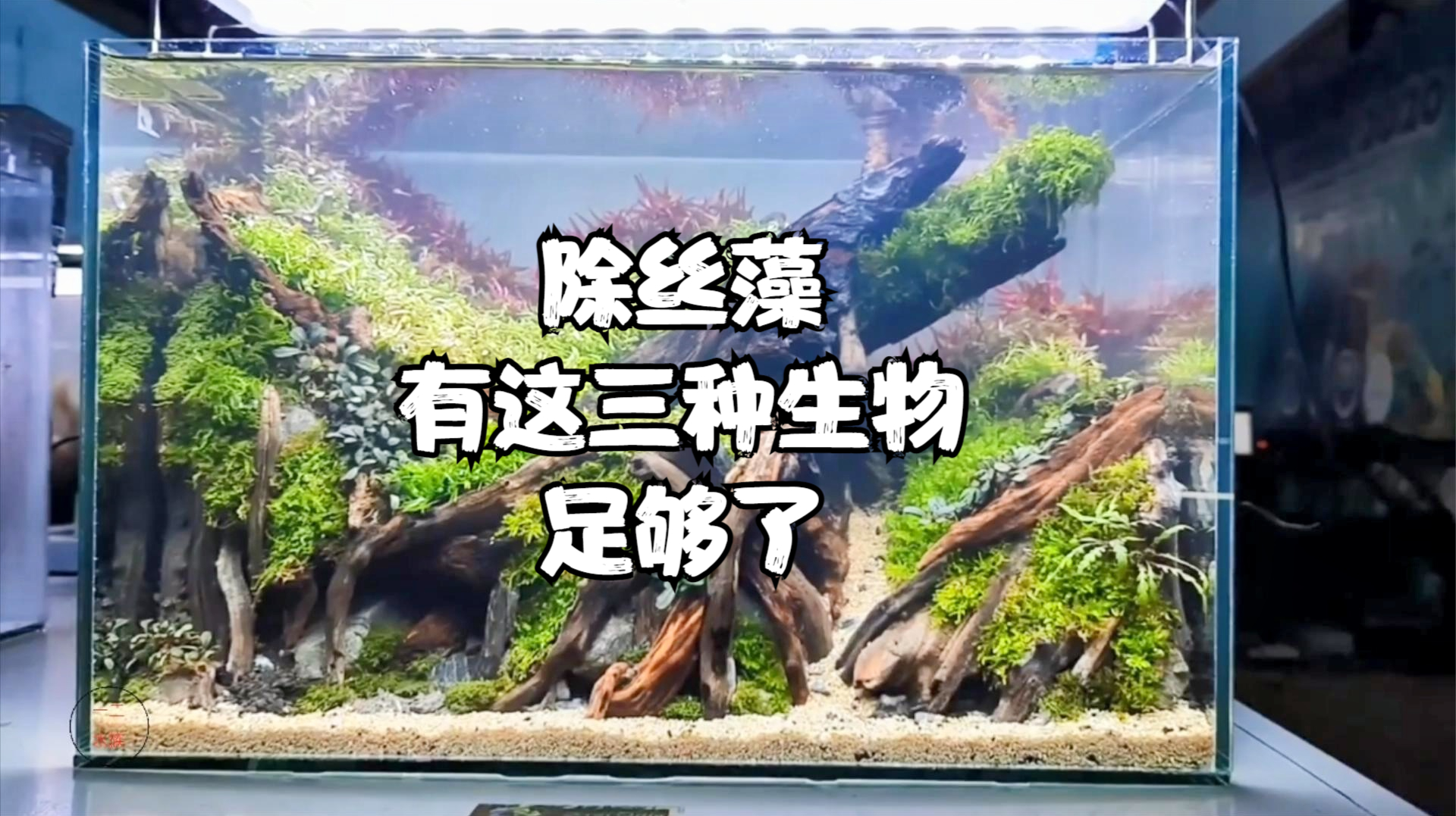 鱼缸除丝藻生物前三名，大和藻虾才排第二名，第一名是谁呢？