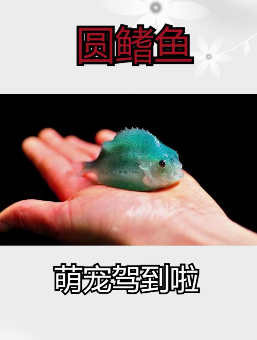 一只便宜又可爱的圆鳍鱼,你养过吗 海缸趣事 异宠