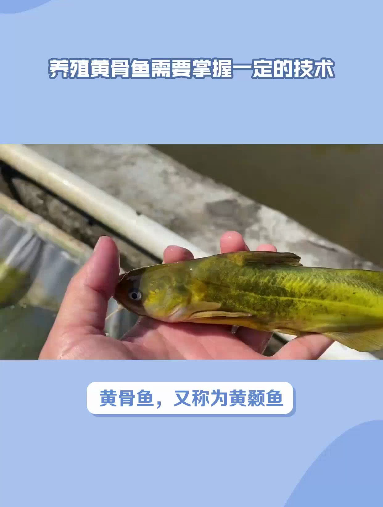 黄骨鱼的养殖技术
