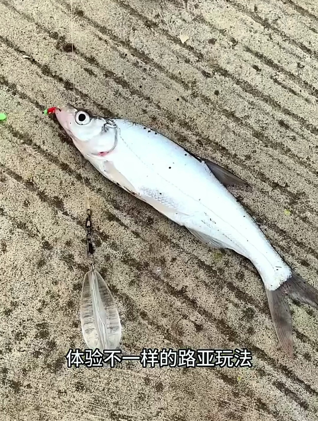 串钩用法汇总,别不信,这钓法钓鱼老手也未必会!